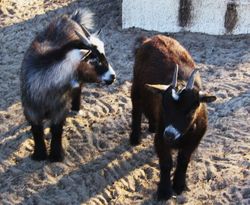 /images/img_1649_250x205.jpg